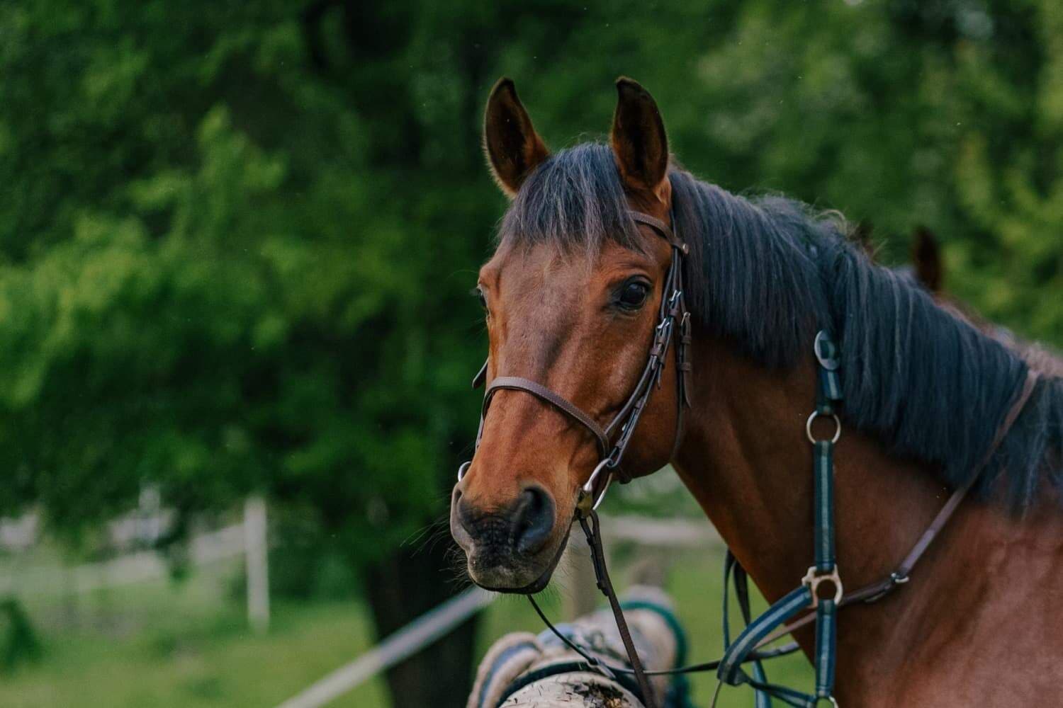 Pferd im Training
