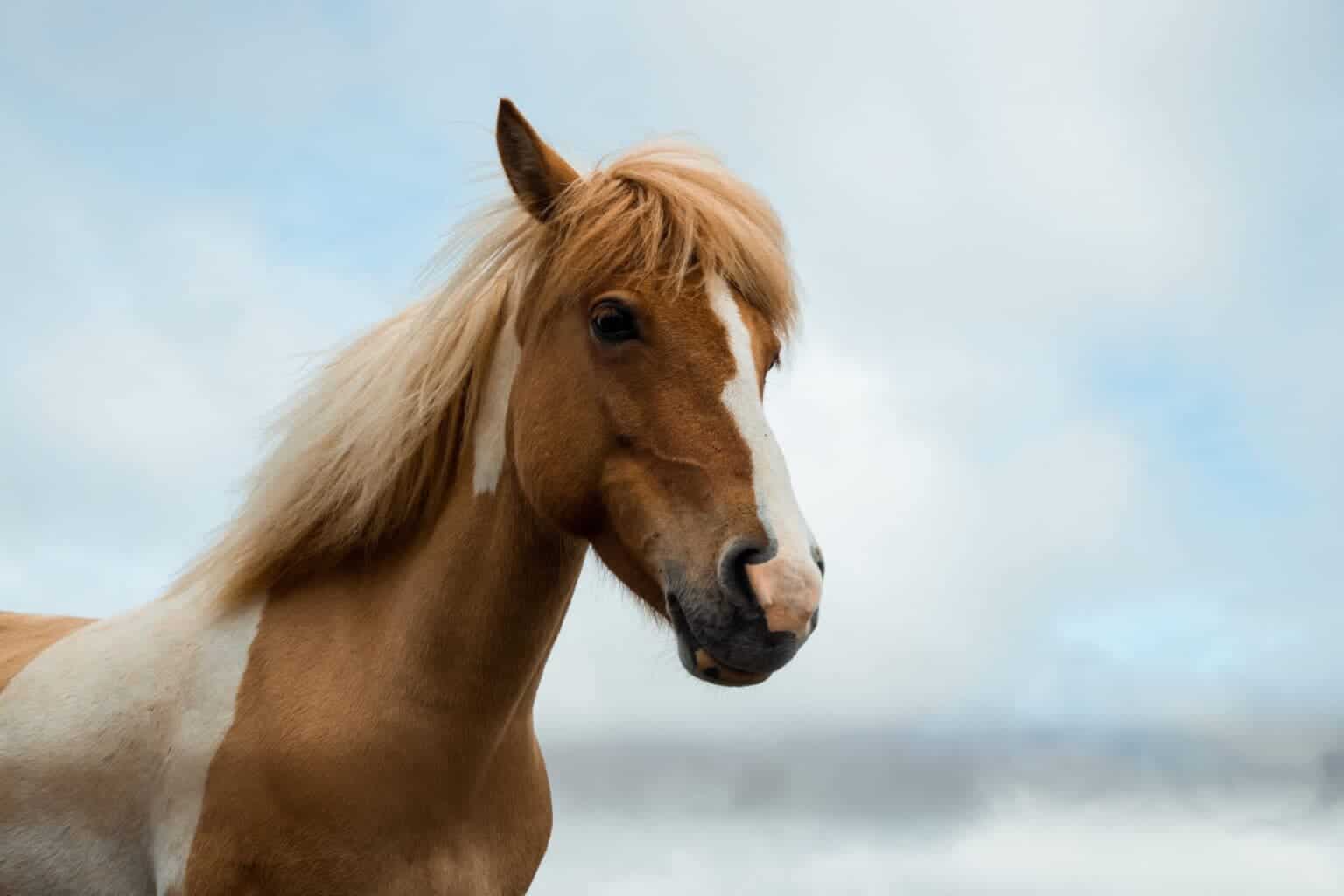 Horse background2