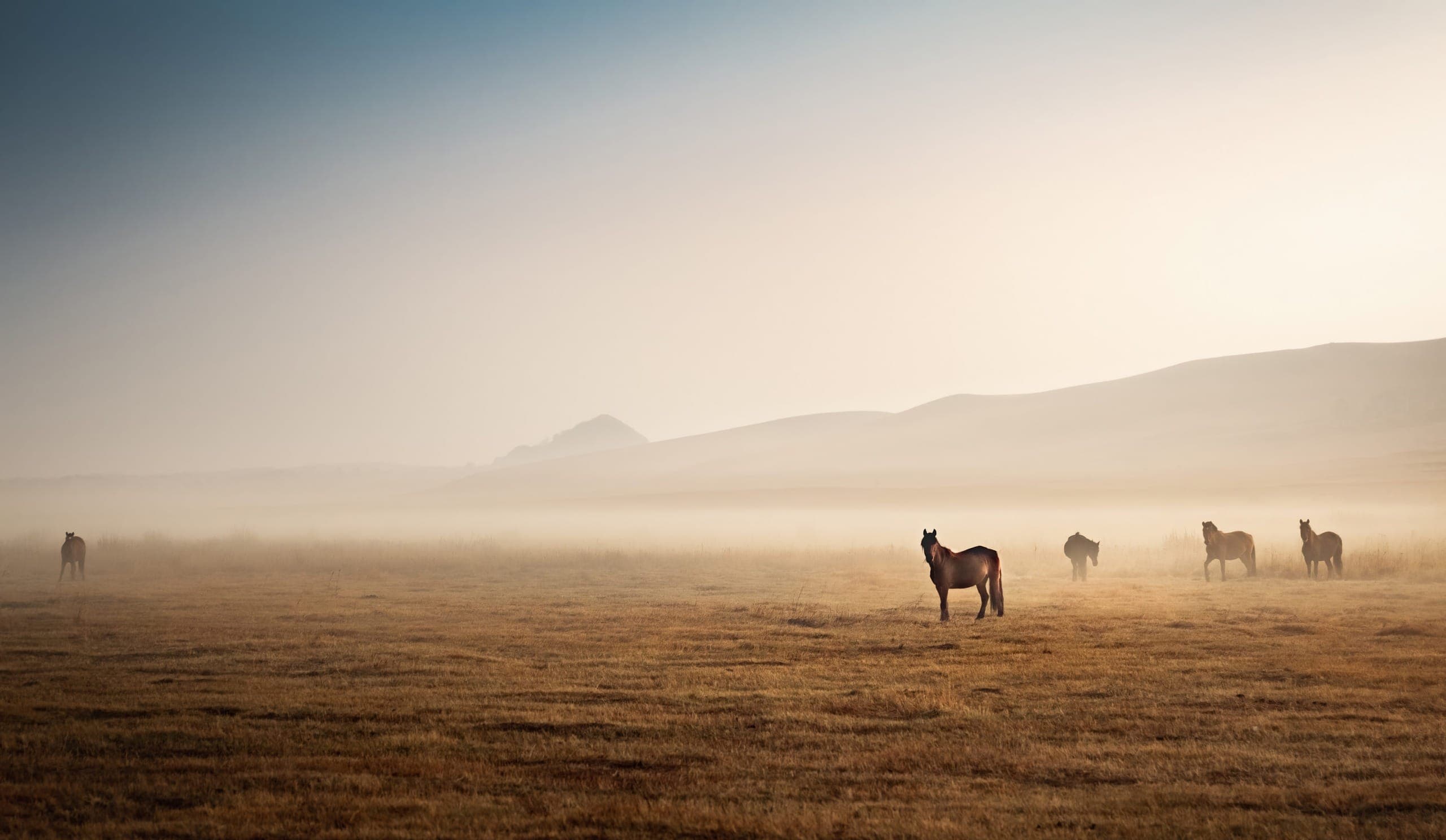 Horse background3