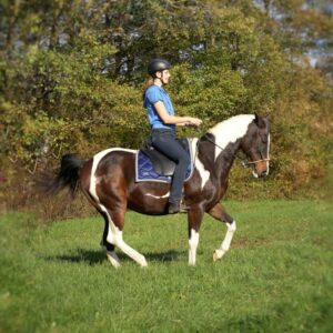 Reitkunst und Horsemanship – August