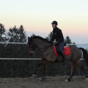 Dressurkurs bei dir im Stall!