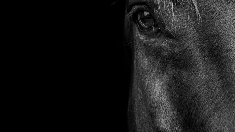 Black horse 2