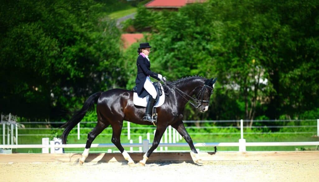 Facebook horse scaled