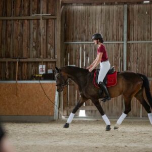 Individueller Beritt und professionelle Pferdeausbildung – Teilberitt