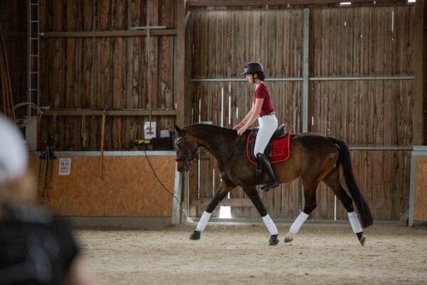 Individueller Beritt und professionelle Pferdeausbildung – Teilberitt