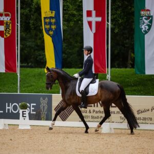 Individueller Beritt und professionelle Pferdeausbildung – Sonderangebot!