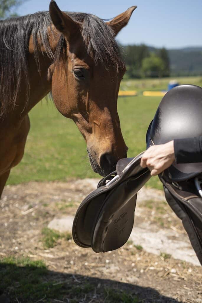 Equidamus (c) Renate Golker 24 Kopie