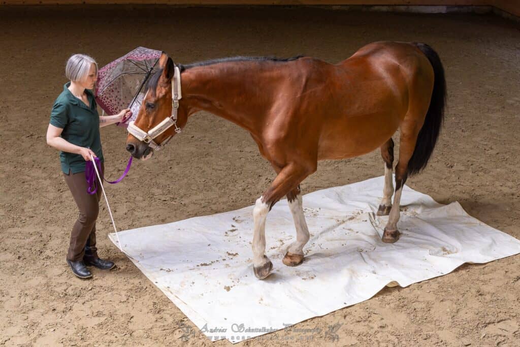 IMG 7031 DxO DeepPRIME XD2s XD min