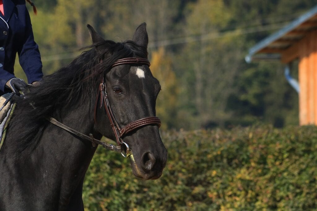 Black horse 3809172 1280