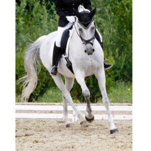 Youtube thumbnail equidamus 1