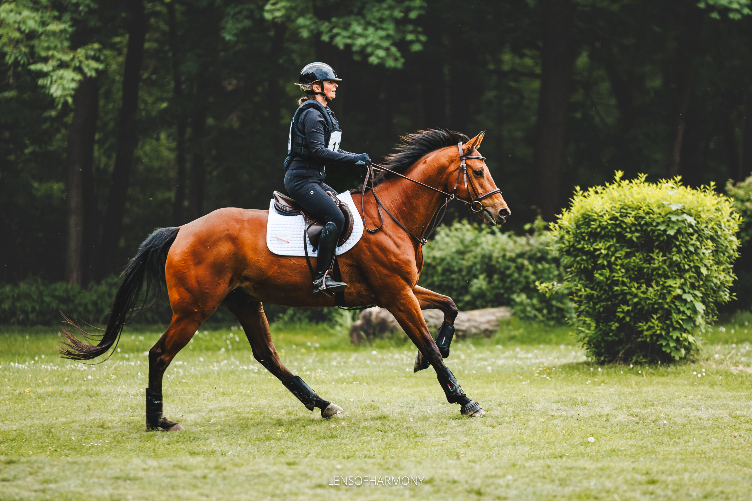 Ameiswiese Galopp